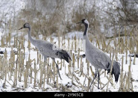 Gru (grus grus) che poggiano sulla loro migrazione verso sud mentre foraggiano in un campo di granturco raccolto su neve leggera, Renania settentrionale-Vestfalia, Germania, EUR Foto Stock