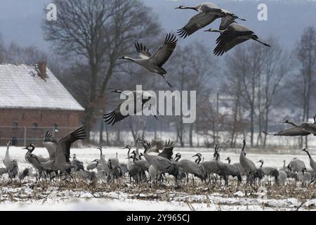 Gru (grus grus) che poggiano sulla loro migrazione verso sud mentre foraggiano in un campo di granturco raccolto su neve leggera, Renania settentrionale-Vestfalia, Germania, EUR Foto Stock