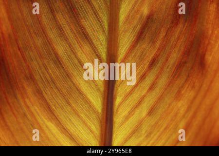 Pretoria canna Lily (canna indica) Russo Rosso, foglia, dettaglio, Germania, Europa Foto Stock