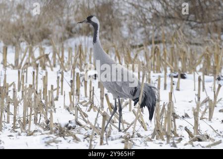 Gru (grus grus) che poggia sulla sua migrazione verso sud mentre forgia in un campo di mais raccolto in neve leggera, Renania settentrionale-Vestfalia, Germania, Europa Foto Stock