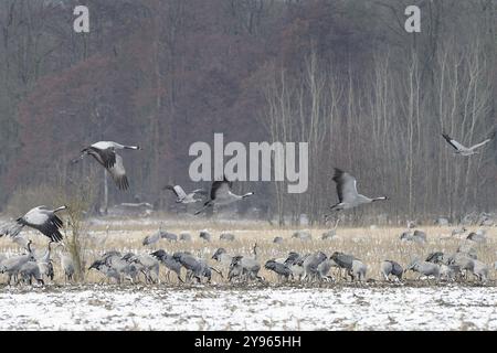 Gru (grus grus) che poggiano sulla loro migrazione verso sud mentre foraggiano in un campo di granturco raccolto su neve leggera, Renania settentrionale-Vestfalia, Germania, EUR Foto Stock