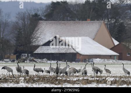 Gru (grus grus) che poggiano sulla loro migrazione verso sud mentre foraggiano in un campo di granturco raccolto su neve leggera, Renania settentrionale-Vestfalia, Germania, EUR Foto Stock