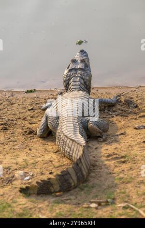 Caiman (Caimaninae), Alligator (Alligatoridae), coccodrillo (Crocodylia), vista posteriore, da dietro, Pantanal, entroterra, zona umida, riserva della biosfera dell'UNESCO, W. Foto Stock