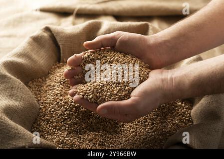 Maschio caucasico che mostra grani di grano nelle sue mani sopra sacco di bavaglio, fotografia di cibo, fotografia di cibo Foto Stock