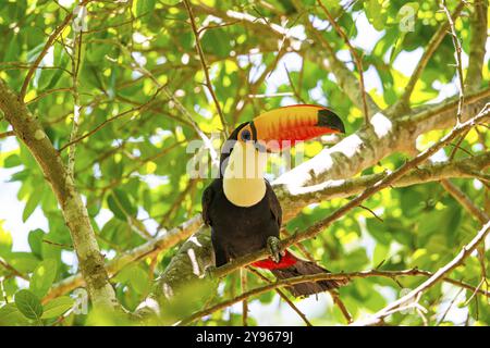 Tucano gigante (Ramphastos toco) Pantanal Brasile Foto Stock