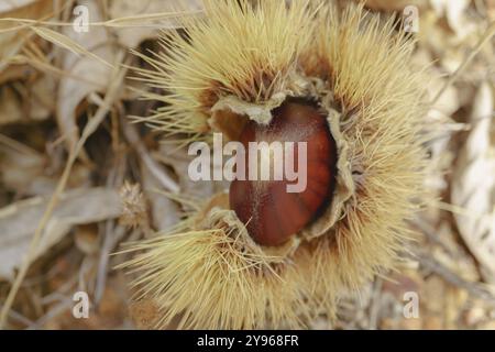 Primo piano di una castagna naturale nel suo guscio spinoso con sfondo fuori fuoco e spazio di copia Foto Stock