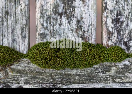 Muschio che cresce sul legno Foto Stock