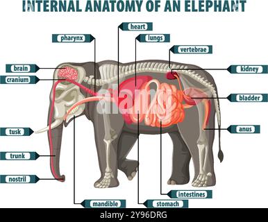 Illustrazione dettagliata degli organi interni dell'elefante Illustrazione Vettoriale