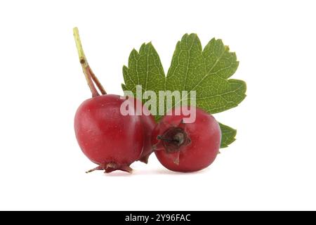 Bacche di biancospino rosso fresco con foglie verdi isolate su sfondo bianco, Crataegus monogyna, per rimedi naturali e supplementi a base di erbe Foto Stock