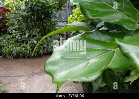 All'interno dell'Allan Gardens Conservatory nel Garden District di Toronto, Ontario, Canada Foto Stock