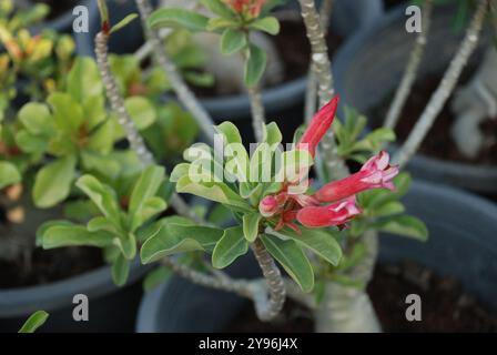 Foto macro del bocciolo di fiori di adenio Foto Stock