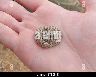 Northern Desert Nightsnake, Hypsiglena chlorophaea deserticola, in mano Foto Stock