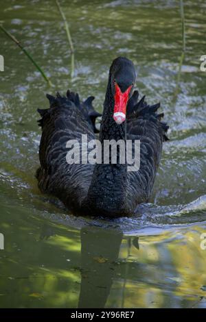 Il cigno nero (Cygnus atratus) è un grande uccello d'acqua, una specie di cigno, che si riproduce principalmente nelle regioni sud-est e sud-ovest dell'Australia. Foto Stock