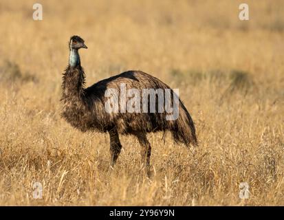 L'emu (Dromaius novaehollandiae) è una specie di uccello senza volo endemica dell'Australia, dove è l'uccello nativo più alto. Foto Stock