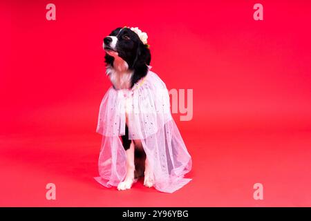 Primo piano di Border Collie, 1,5 anni, guardando una telecamera su sfondo rosso e giallo Foto Stock