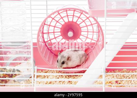 Un criceto giocoso corre energicamente sulla sua ruota all'interno di una gabbia luminosa e colorata Foto Stock