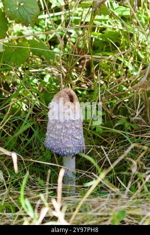 Shaggy Ink Cap fungi (Coprinus comatus). Foto Stock