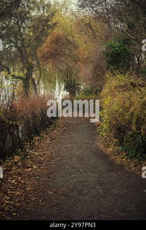 Sentiero tra alberi autunnali al lago Tegel di Berlino Germania Foto Stock