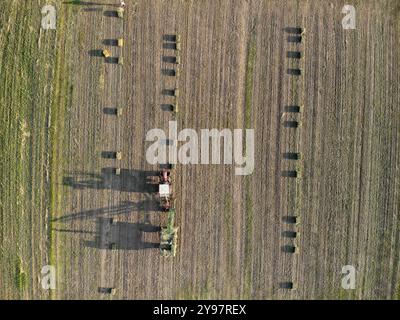 Volo aereo, vista con droni dall'alto verso il basso, sopra i campi agricoli verdi, persone che lavorano con macchinari che raccolgono l'ebolla al mattino di sole. Vojvodina, Serbi Foto Stock