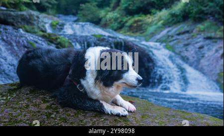 Il mio collie di confine riposa pacificamente su una roccia coperta di muschio accanto alle cascate Oshidori-Kakushi nella gola di Yokoya, prefettura di Nagano, Giappone, Foto Stock