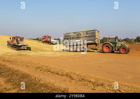 Veicoli bulldozer cingolati a pistoni con sistema di chiusura per insilato di granturco dolce nel campo immagazzinato per biocarburanti, Alderton, Suffolk, Inghilterra, Regno Unito Foto Stock