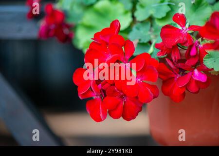 Vivace primo piano di fiori di geranio rosso con foglie verdi lussureggianti, che mostrano i delicati petali e i vivaci colori dei fiori del giardino. Copia spazio Foto Stock