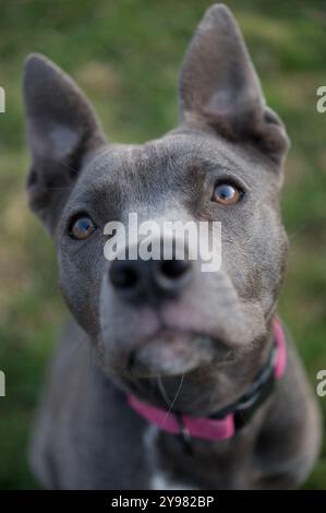 Primo piano di un simpatico cucciolo di Pitbull Terrier Foto Stock