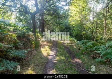 Percorso attraverso boschi misti alberi decidui e conifere che crescono nella foresta, Rendlesham Forest, Suffolk, Inghilterra, Regno Unito Foto Stock