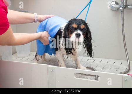 Divertente ritratto del cane spaniel Cavalier King Charles che fa la doccia con lo shampoo. il cane fa un bagno di bolle in un salone di cura degli animali. Foto Stock