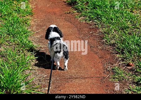 Dog breed shih tzu on a leash, Ribeirao Preto, Sao Paulo, Brazil Stock Photo