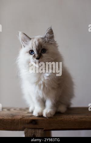 Gattino siberiano bianco con occhi blu su una panchina di legno. Foto Stock