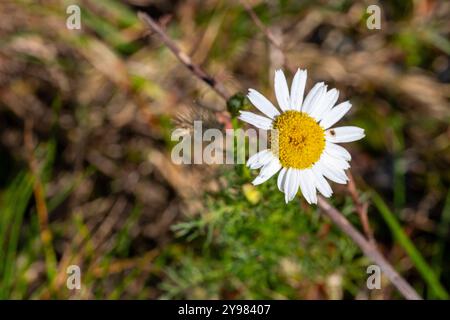 Primo piano di un fiore con centro giallo e foglie bianche - Camomilla Romana Foto Stock