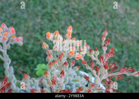 Ghost Echeveria succulenta con fiori rossi ravvicinati sull'erba verde. Famiglia Crassulaceae. Giardino succulento Foto Stock