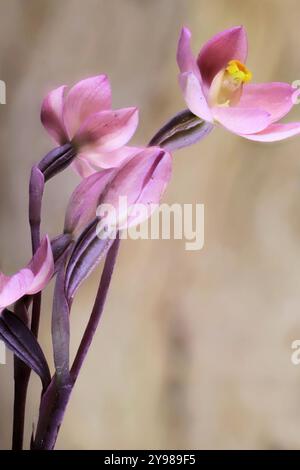 Fiori e boccioli di Orchidea solare di salmone (Thelymitra rubra). Fiore selvatico australiano Foto Stock