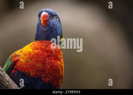 Arcobaleno lorikeet, Trichoglossus moluccanus, primo piano, specie di pappagallo originarie dell'Australia Foto Stock