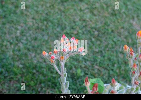 Ghost Echeveria succulenta con fiori rossi ravvicinati sull'erba verde. Famiglia Crassulaceae. Giardino succulento Foto Stock