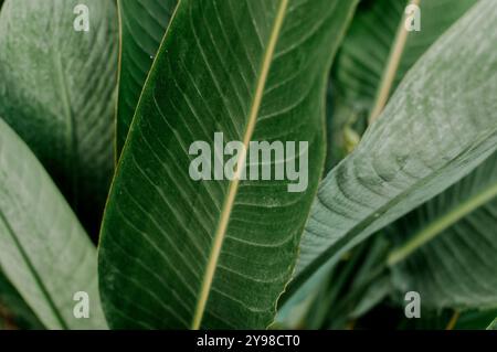 Primo piano di una foglia verde e delle sue vene Foto Stock
