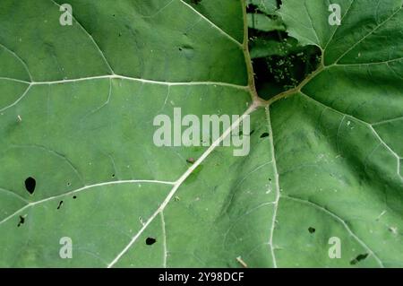 Primo piano della foglia verde del sottobosco alpino nelle Alpi marittime Foto Stock