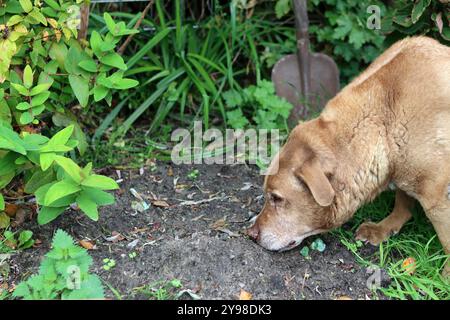 Cane marrone che annusa il terreno nel giardino. Messa a fuoco selettiva. Foto Stock