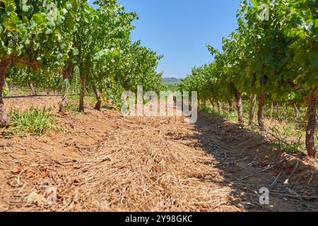 Natura, agricoltura e alberi nel terreno della vigna con cielo, suolo e crescita sostenibile nel campo mattutino. Uva, campagna e piante verdi accese Foto Stock