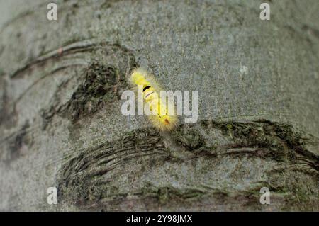 bruco giallo sulla corteccia di un faggio in una foresta alpina Foto Stock