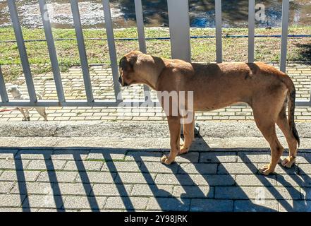 "Look at me": A Dog's Unrequited Love Story Behind the Bars Foto Stock