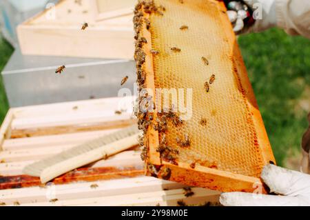 Fasi della raccolta del miele da un alveare pieno di api Foto Stock