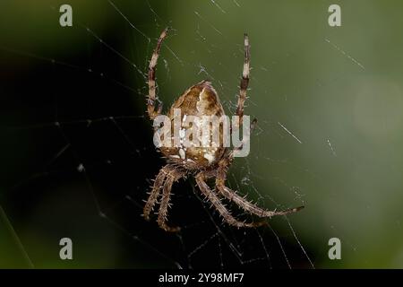 Woodvale Cemetery, Brighton, East Sussex, Regno Unito. Garden Spider o Cross Orbweaver (Araneus diadematus). 8 agosto 2024. David Smith/Alamy Foto Stock