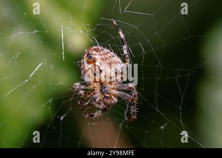 Woodvale Cemetery, Brighton, East Sussex, Regno Unito. Garden Spider o Cross Orbweaver (Araneus diadematus). 8 agosto 2024. David Smith/Alamy Foto Stock