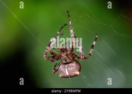 Woodvale Cemetery, Brighton, East Sussex, Regno Unito. Garden Spider o Cross Orbweaver (Araneus diadematus). 8 agosto 2024. David Smith/Alamy Foto Stock