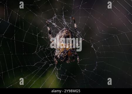 Woodvale Cemetery, Brighton, East Sussex, Regno Unito. Garden Spider o Cross Orbweaver (Araneus diadematus). 8 agosto 2024. David Smith/Alamy Foto Stock