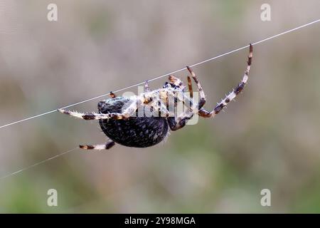 Woodvale Cemetery, Brighton, East Sussex, Regno Unito. Garden Spider o Cross Orbweaver (Araneus diadematus). 8 agosto 2024. David Smith/Alamy Foto Stock