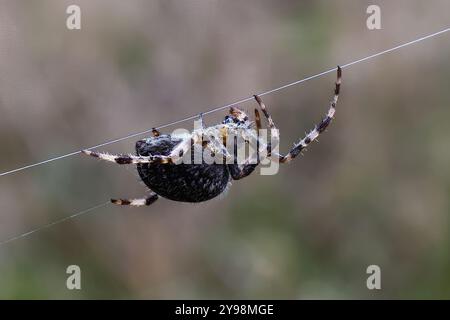 Woodvale Cemetery, Brighton, East Sussex, Regno Unito. Garden Spider o Cross Orbweaver (Araneus diadematus). 8 agosto 2024. David Smith/Alamy Foto Stock