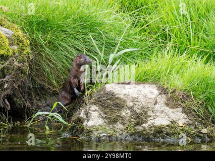 Un visone americano, neogale, che caccia sul fiume Bela a Milnthorpe, Cumbria, Regno Unito. Foto Stock